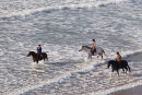 Horses