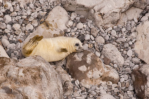 Seal pup