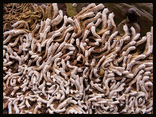 Tube Worm - Pomatoceros Triqueter