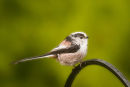 Long -Tailed Tit