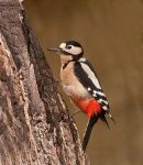 Great Spotted Woodpecker - Dendrocopos Major