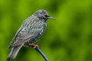 Starling