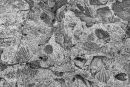 Fossils