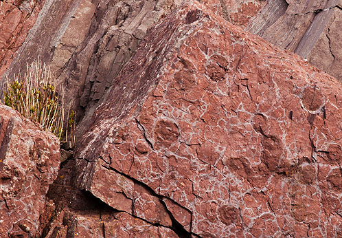 Beaconite Trace Fossils