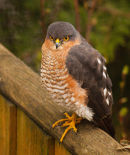 Sparrowhawk