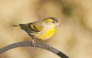 Siskin