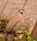 Red-legged Partridge