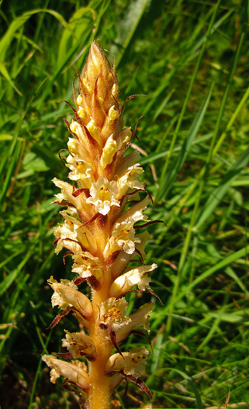 Ivy Broomrape