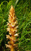 Ivy Broomrape