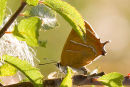 Brown Hairstreak Butterfly