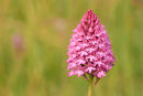 Pyramidal Orchid