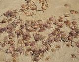 Mauve Stinger Jellyfish - Traeth Penllech