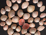 Thin Tellin (Tellina Tenuis) molluscs
