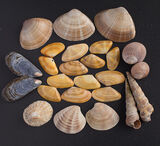 Banded Wedge Shell - Black Rock Sands