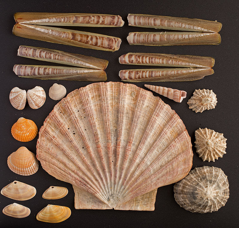 Pod Razor Shell - Machroes Sands