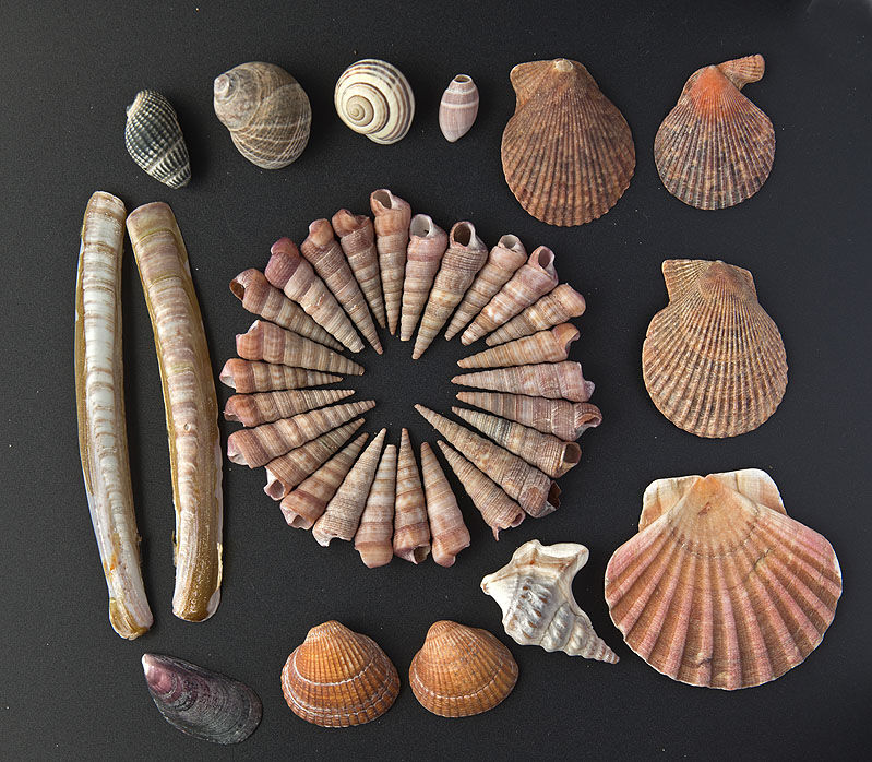 Auger shells - Shell Island
