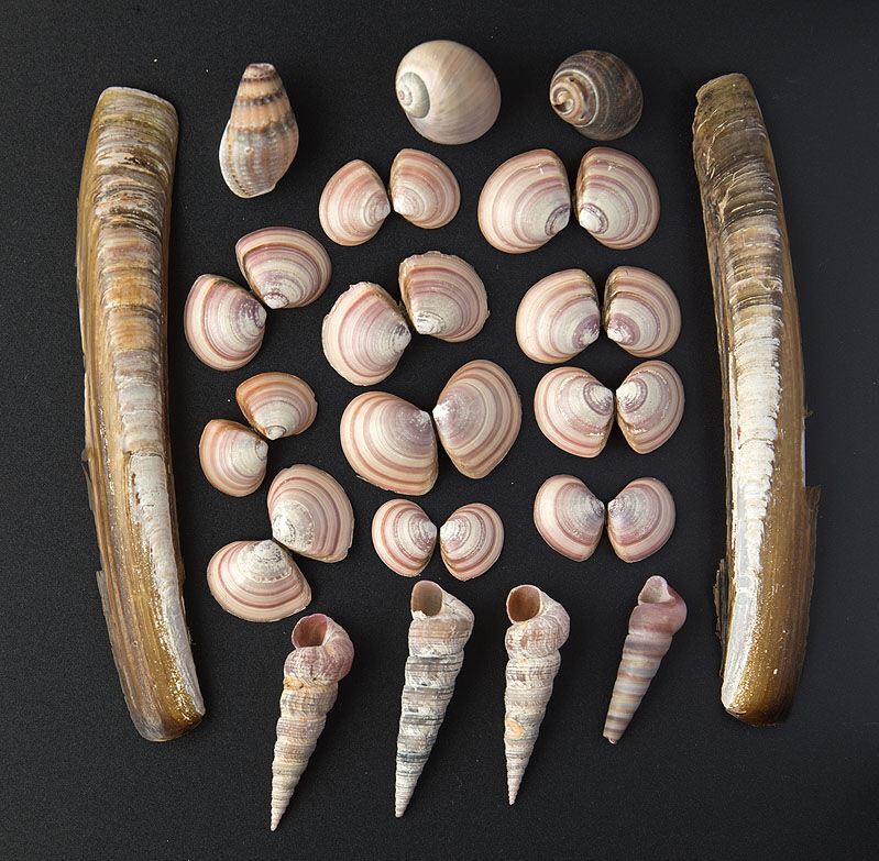 Thin Tellin Shells - Minffordd Beach