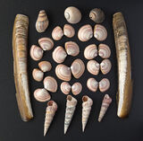 Thin Tellin Shells - Minffordd Beach