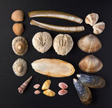 Sea Potato - Harlech Beach