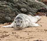 Young Seal - Porth Iago