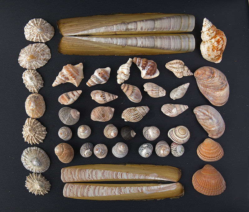 Porth Dinllaen - Seashells