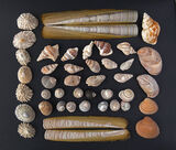 Porth Dinllaen - Seashells