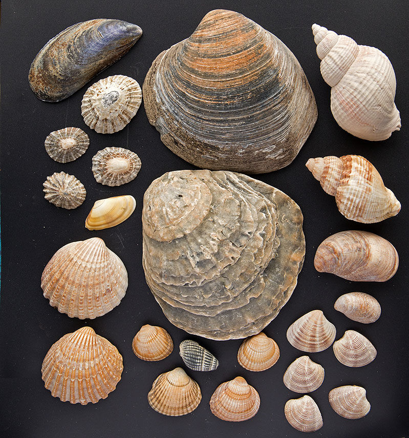 Dinas Dinlle - Seashells