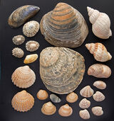 Dinas Dinlle - Seashells