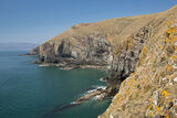 Trwyn Y Fulfran