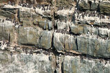 South Stack Guillemots