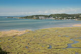 Salt Marsh
