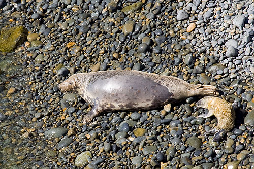 Seal - Pup