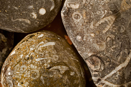 Fossil fragments