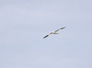 Gannet