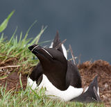 Razorbill