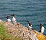 Guillemots