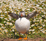 Puffin