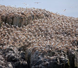 Gannets