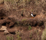 Puffin