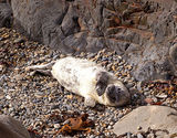 Seal Pup