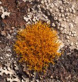 " Teloschistes Flavicans "