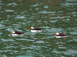 Puffins