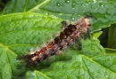 Commended: Vapourer Moth