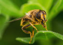 Commended; Pollen on Hover Fly
