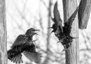 Commended: Starling Fight