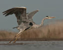 Commended:Heron-Taking-Flight