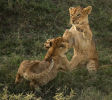 1st: Lion Cubs Play Fight