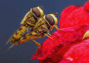 1st: Hoverflies Mating