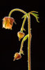 1st: Forest Geum