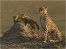1st Cheetah with Family By Ian Whiston